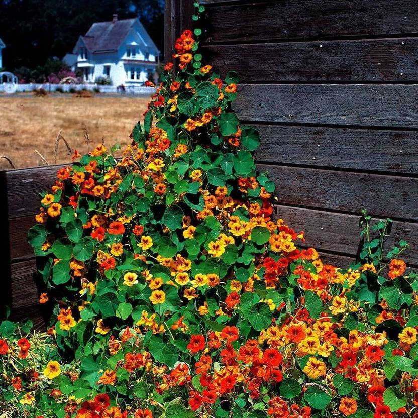 Ariya Edible Nasturtium Flower Seed