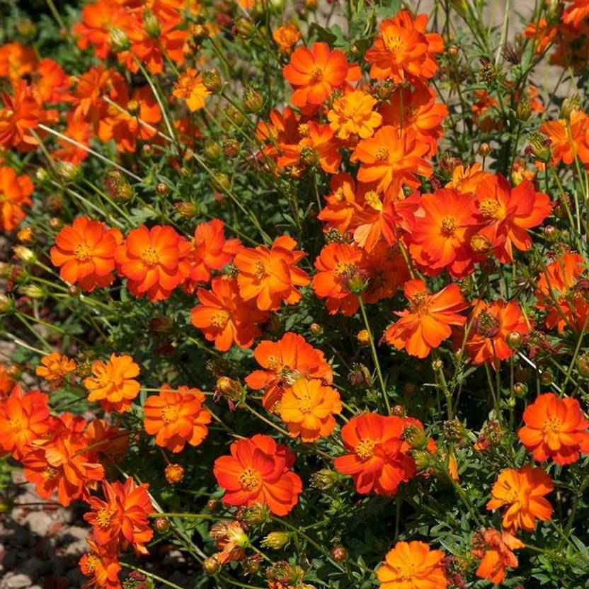 BSARKAR cosmos flowers seed Seed