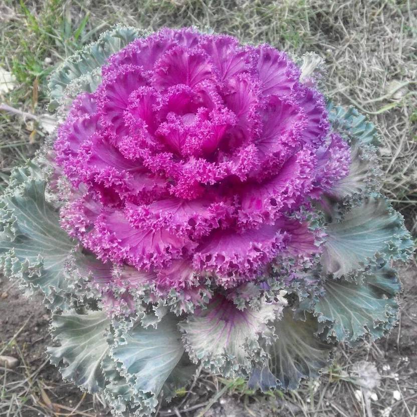 willvine-gbput-v-flowering-kale-ornamental-cabbage-fringed-1g-seed