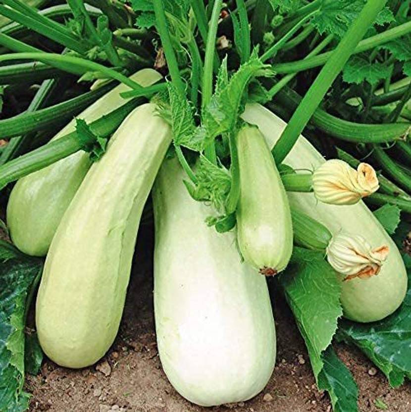 CYBEXIS NDIR85 Zucchini Mush Bush White Giant (225 Seeds) Seed Price in India Buy CYBEXIS