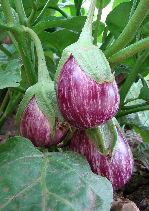 Angira world Brinjal, Baingan Seed