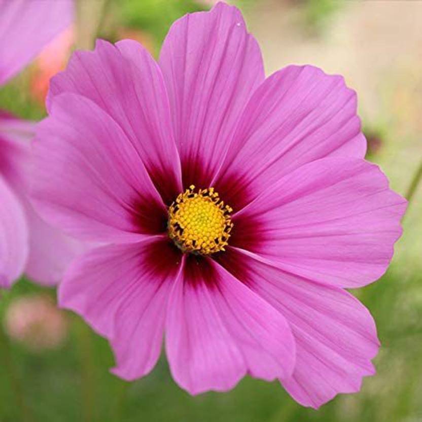 WILLVINE Chrysanthemum Seed Price in India Buy WILLVINE Chrysanthemum