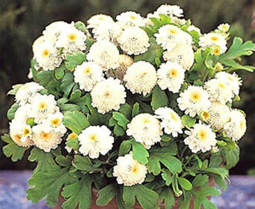 CYBEXIS White Stars Dwarf Seeds Chrysanthemum Tanacetum Parthenium