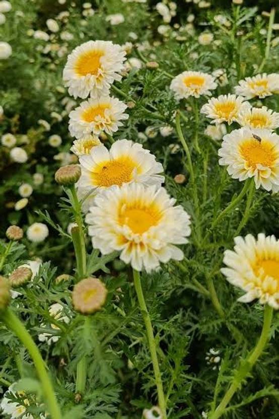 BSARKAR cherry gold flowers seed, Flowers seed Seed