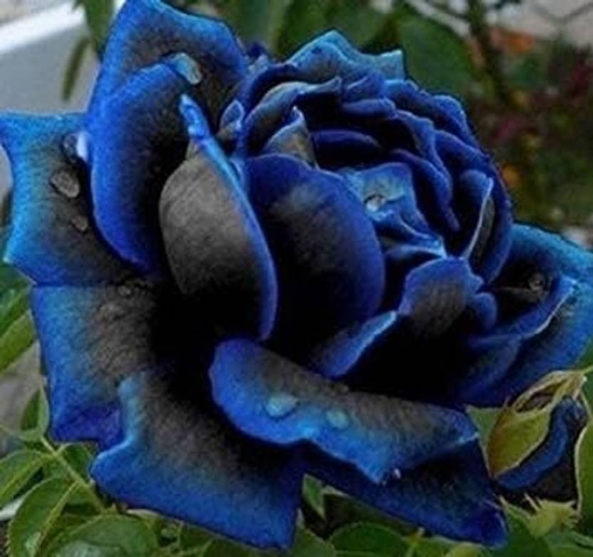 ACMS Midnight blue Supreme Rose Flower Seeds For Home Garden Seed