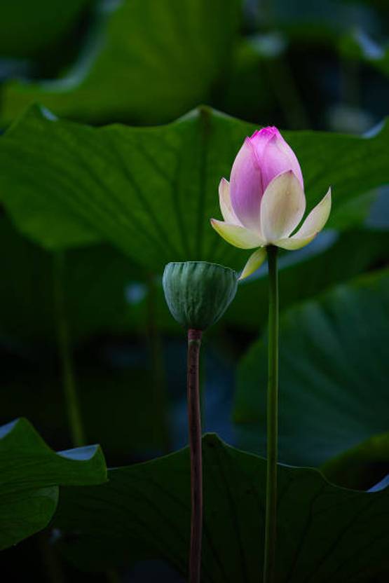 Aaradhyapriyal lotus,kamal gatta Seed