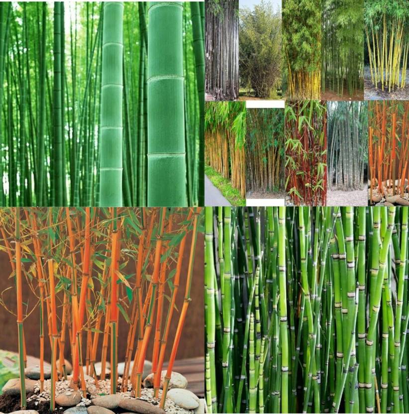 ibains Hybrid bamboo plant seeds pack of 52 Seed