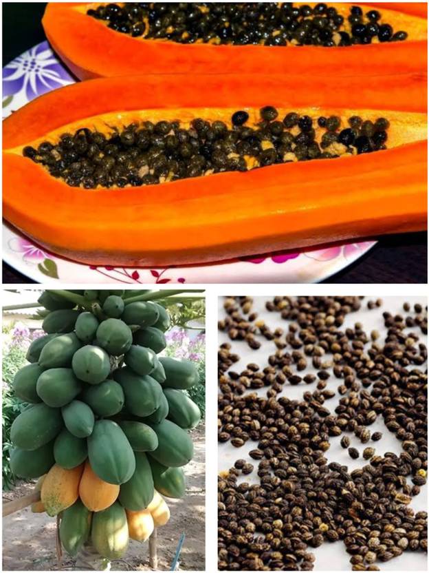 BSARKAR red lady papaya seed Seed