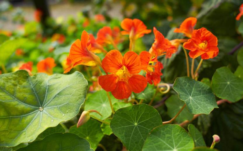 Ariya Nasturtium Mixed Color Flower Seed