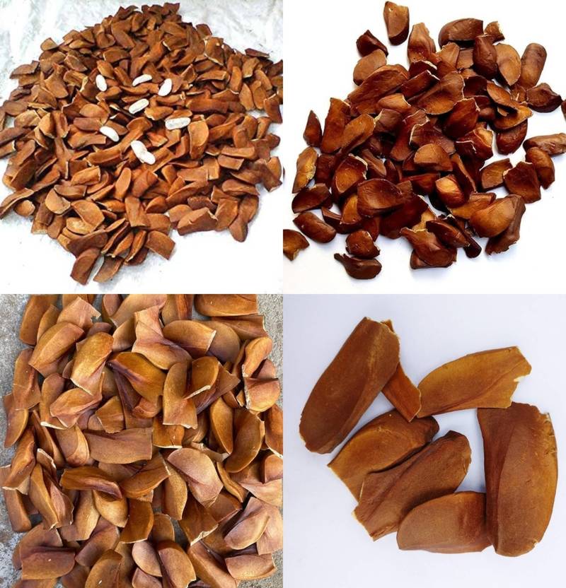 ibains African mahogany seeds, African Sky fruit Plantation pack of 55 Seed