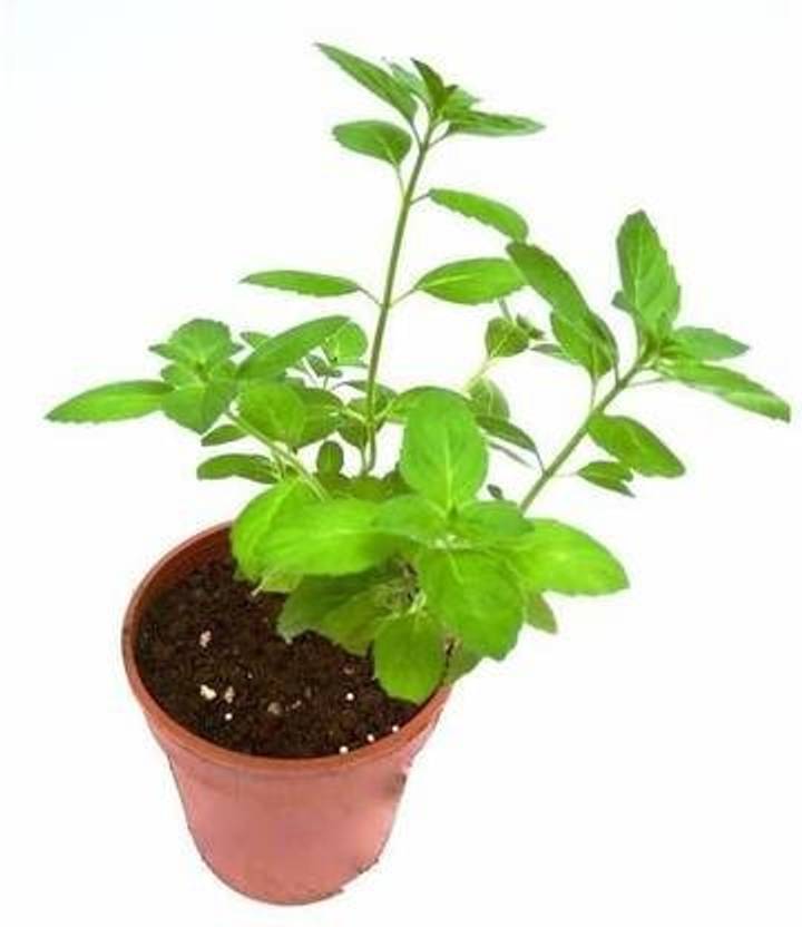 ANDARISTORE Tulsi Seed