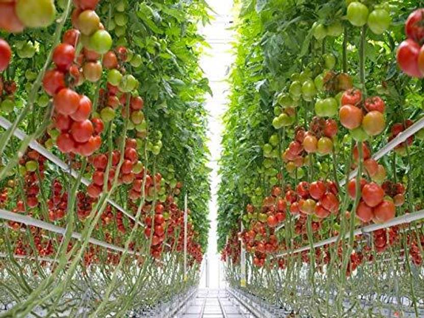 WILLVINE Italian Daniela Tomato [50g, 15000 Seeds] Seed Price in India