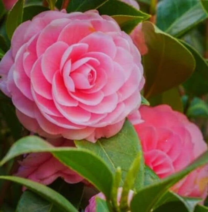 SHYAM All Time Orginal "Baby Pink Camellia Flower" plant Tree Seed