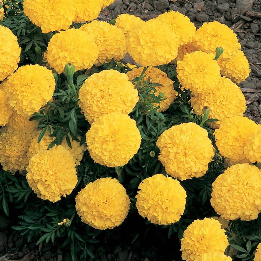 Biosnyg African Marigold Flower Inca II Series F1 Yellow[250 Seeds