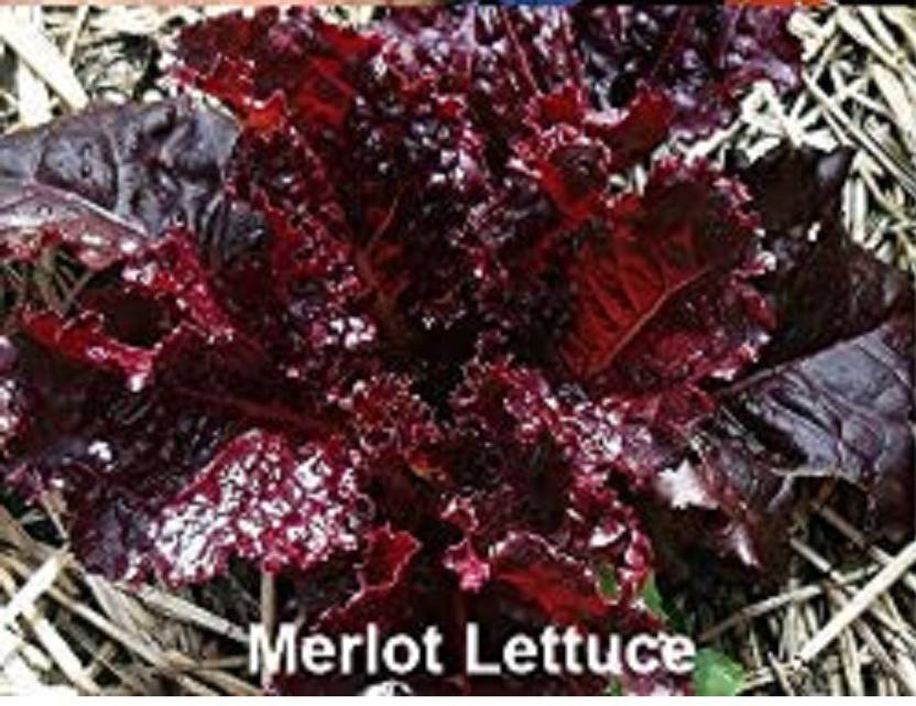 VibeX ® VXI82 Merlot Lettuce Seeds Seed Price in India Buy VibeX