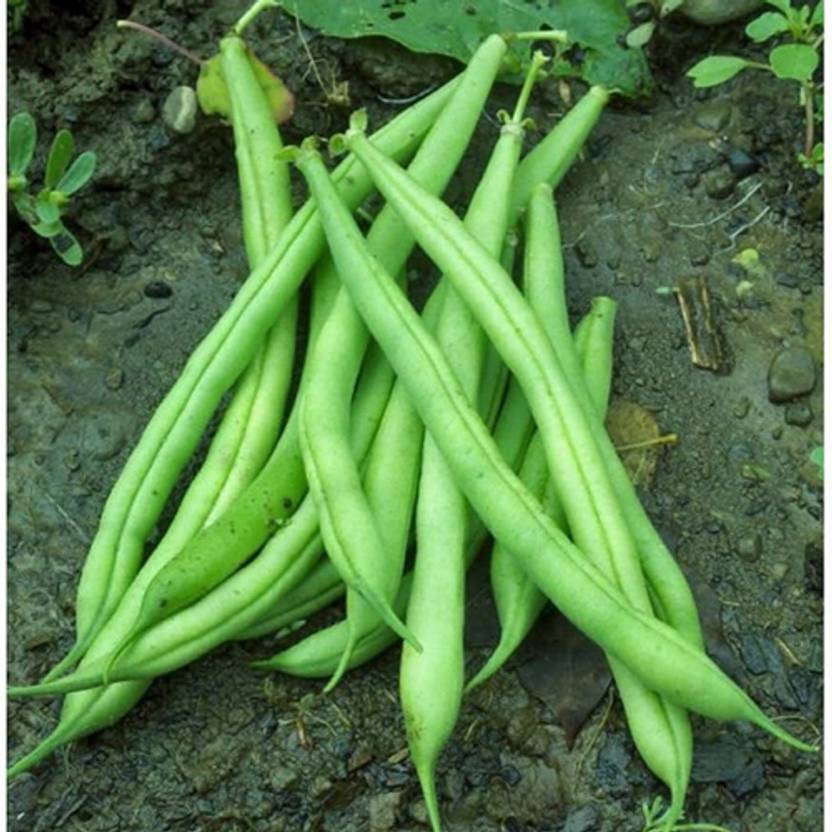 naturehils Beans Seed, Organic Beans Seed, BS44 Hybird Beans Seed Price ...