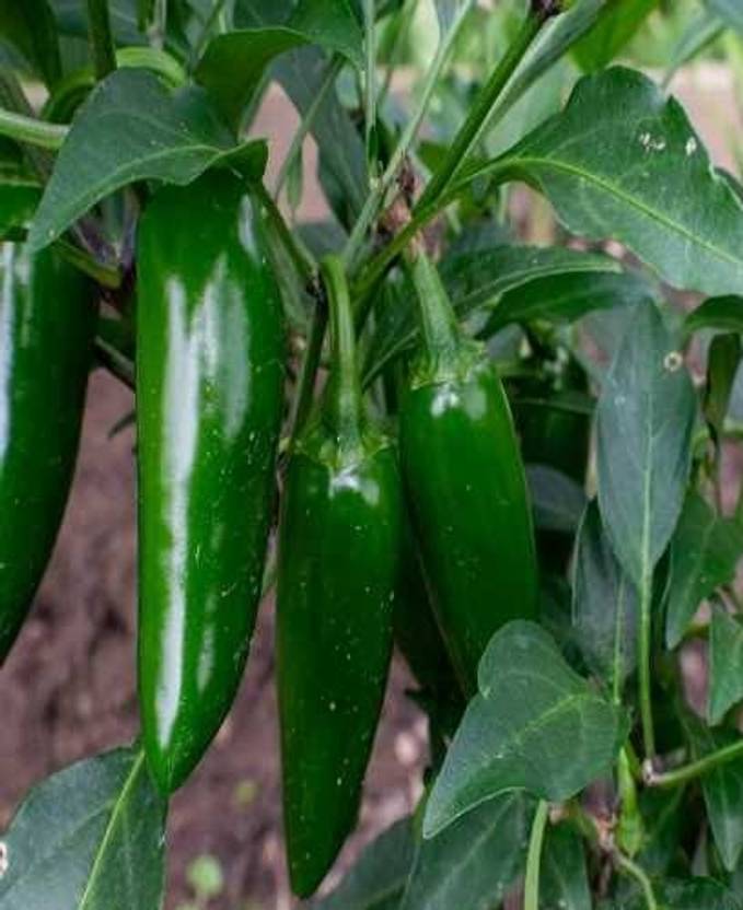 BSARKAR Bullet chilli seeds Seed