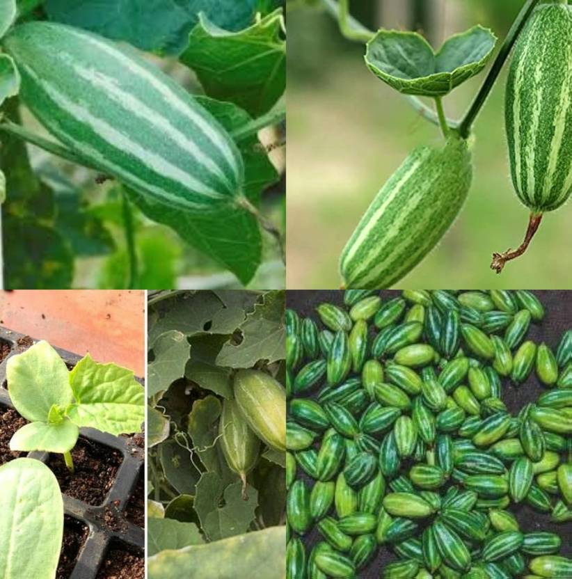 ibains Parval seeds vegetable pack of 16 Seed