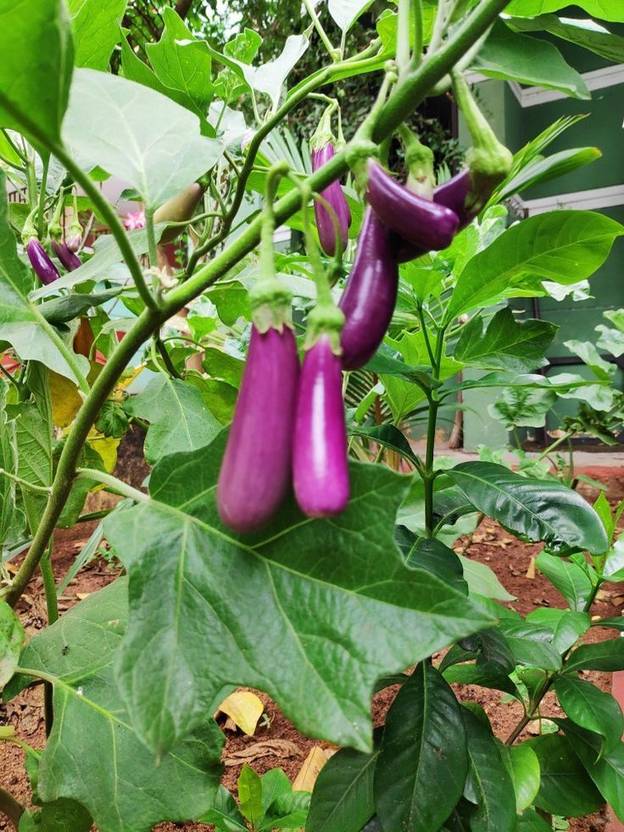 Angira world Baingan seeds, brinjal Seed
