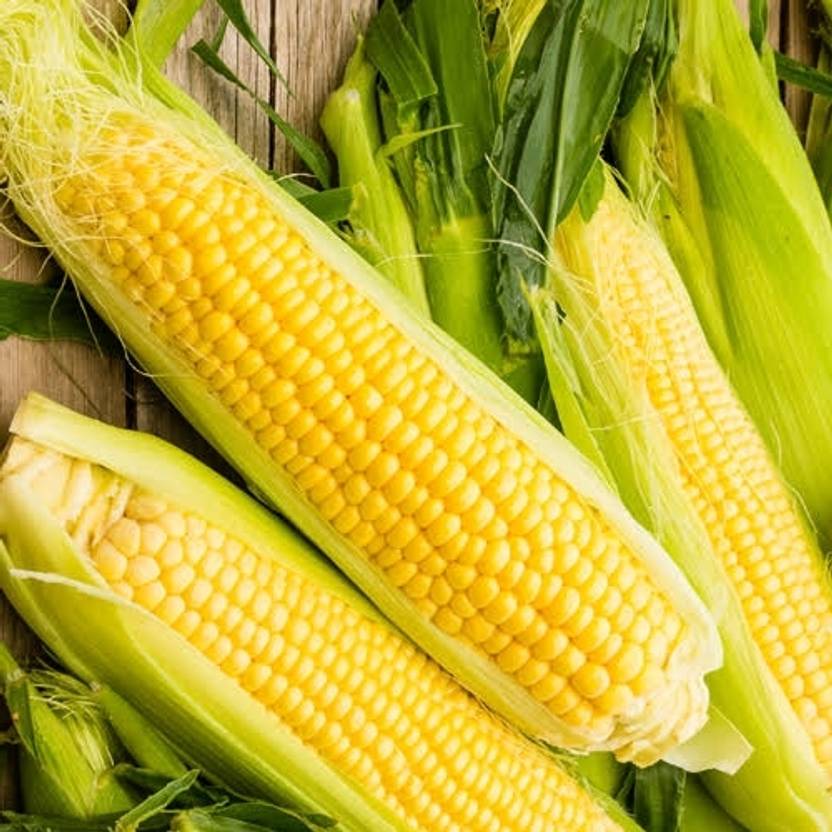 wayR Desi organic Sweet Corn Seeds, Indian Best Quality Corn/ Bhutta