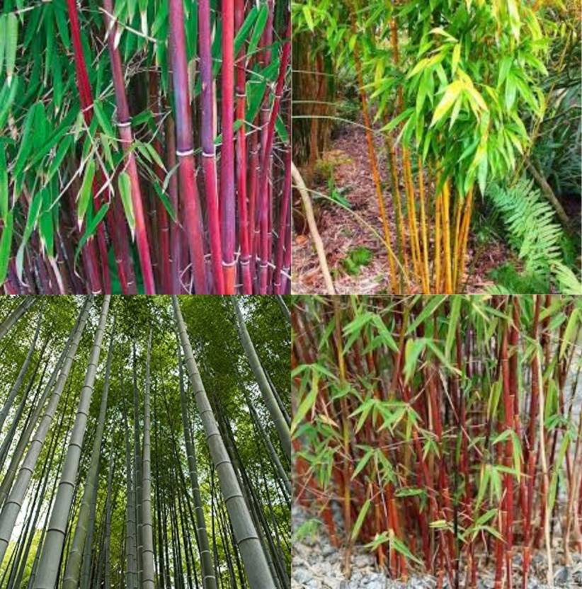 ibains Red bamboo plant seeds pack of 54 Seed