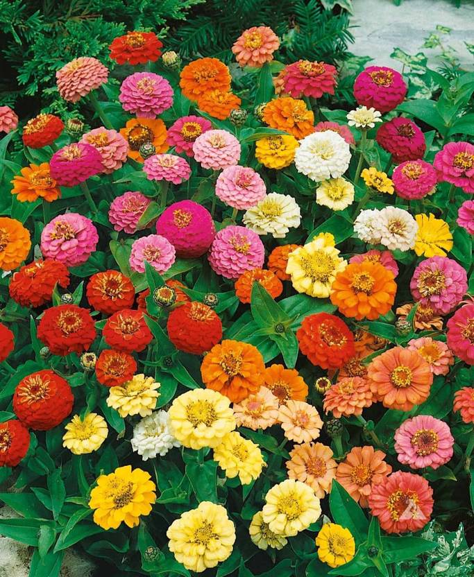 BSARKAR Multicolor zinnia flowers seed Seed