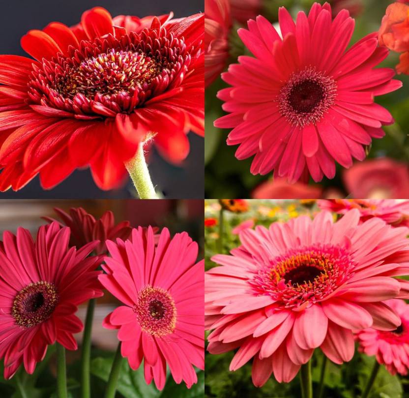 ibains Gerbera daisy flower seeds, mix hybrid multicolour seeds pack of 21 Seed