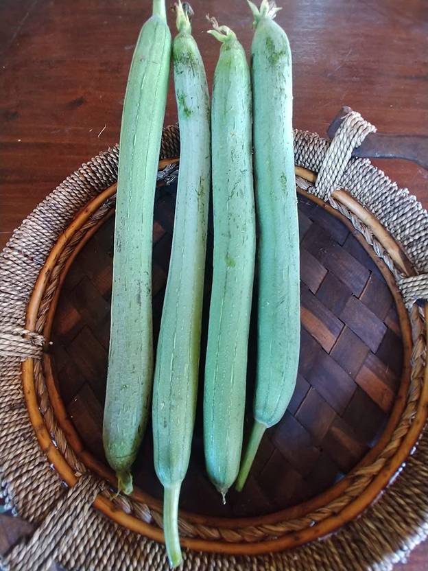 VibeX ® LXI6 Certified Organic Luffa Sponge Gourd Seeds Seed Price in India Buy VibeX ® LXI6