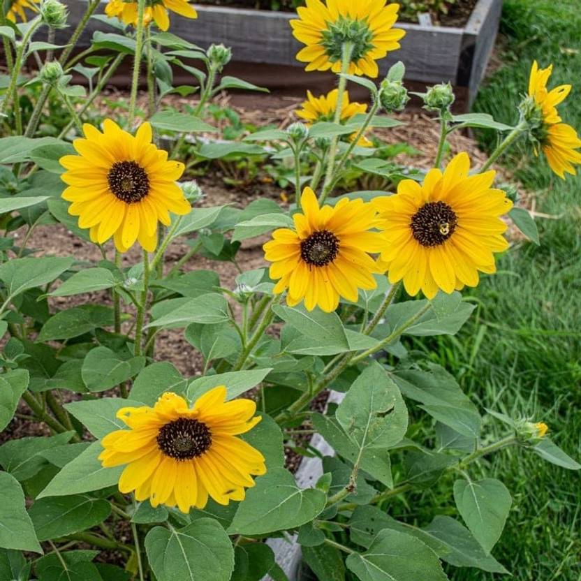 AloGardening Hybrid Mini sunflower seed Seed