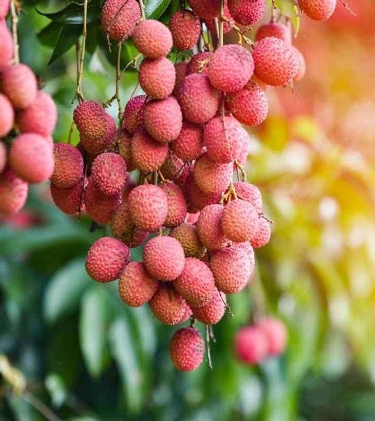Aywal Litchi, Lichi, Lychee Seed Price in India Buy Aywal Litchi