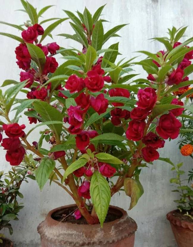 BSARKAR balsam / dopati flowers seed Seed