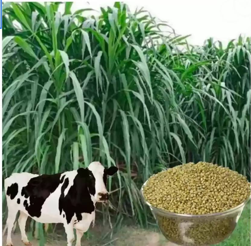 Ankur Farm Bajra Animal grass Seed