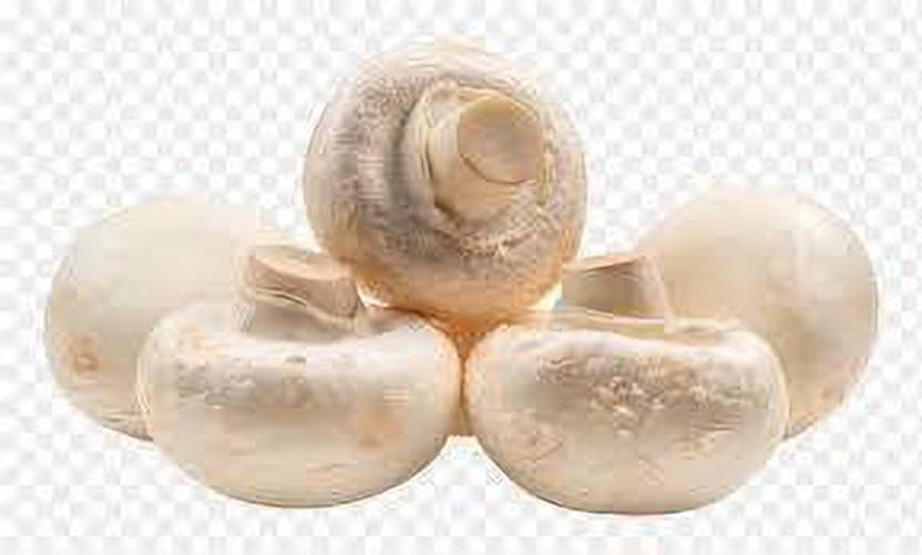 Oliver MUSHROOM SPAWN SEEDS Seed