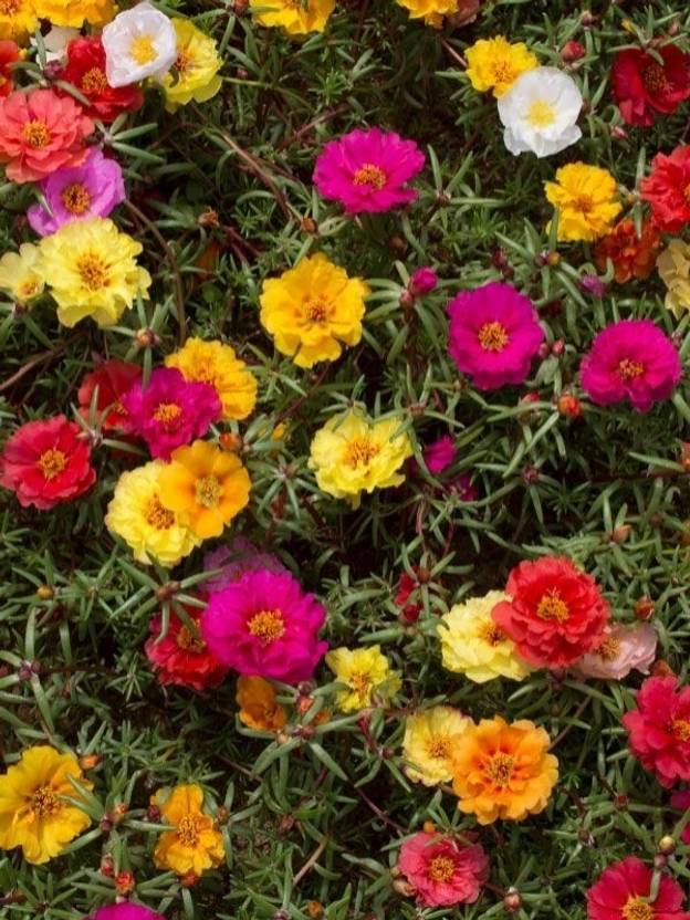 BSARKAR best qulity Portulaca Seed