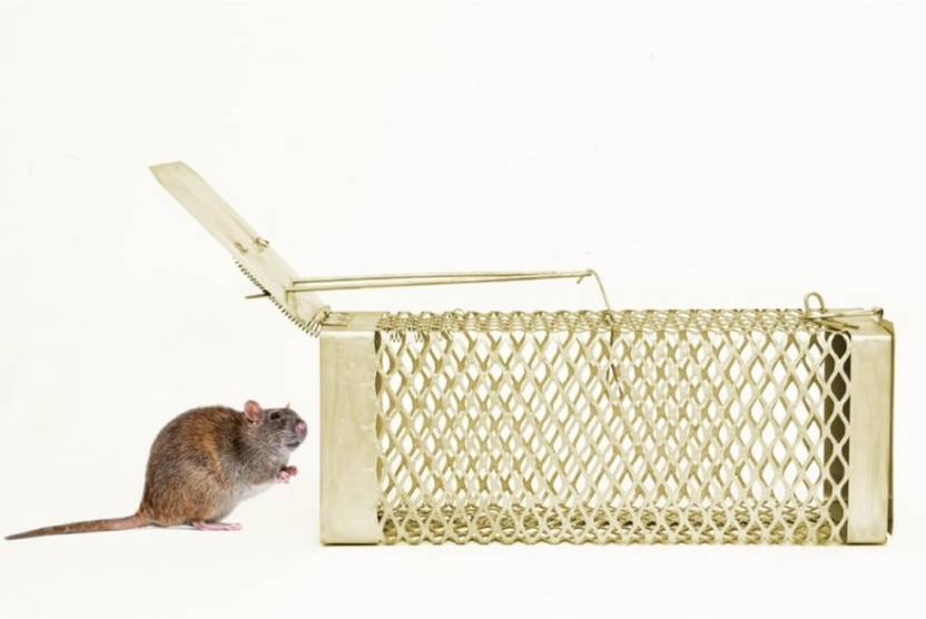 zinkoo MEDIUM BARFI RAT CAGE Live Trap