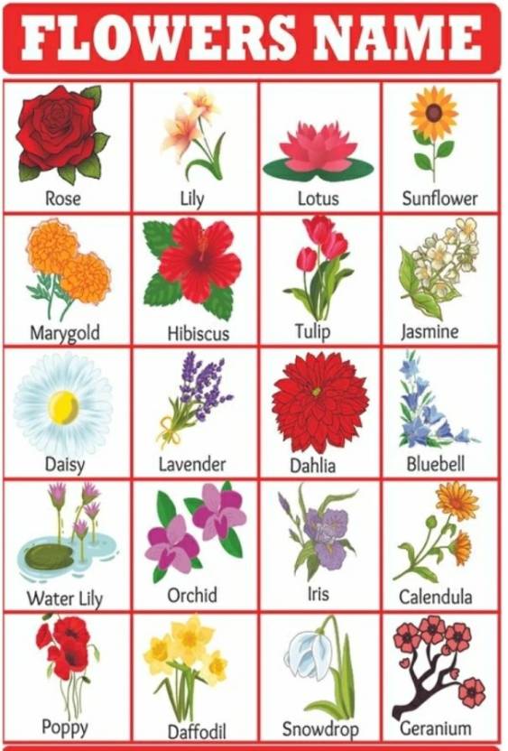 Flowers Name Learning Poster! Educational Poster For Kid Pack Of 2: Buy ...