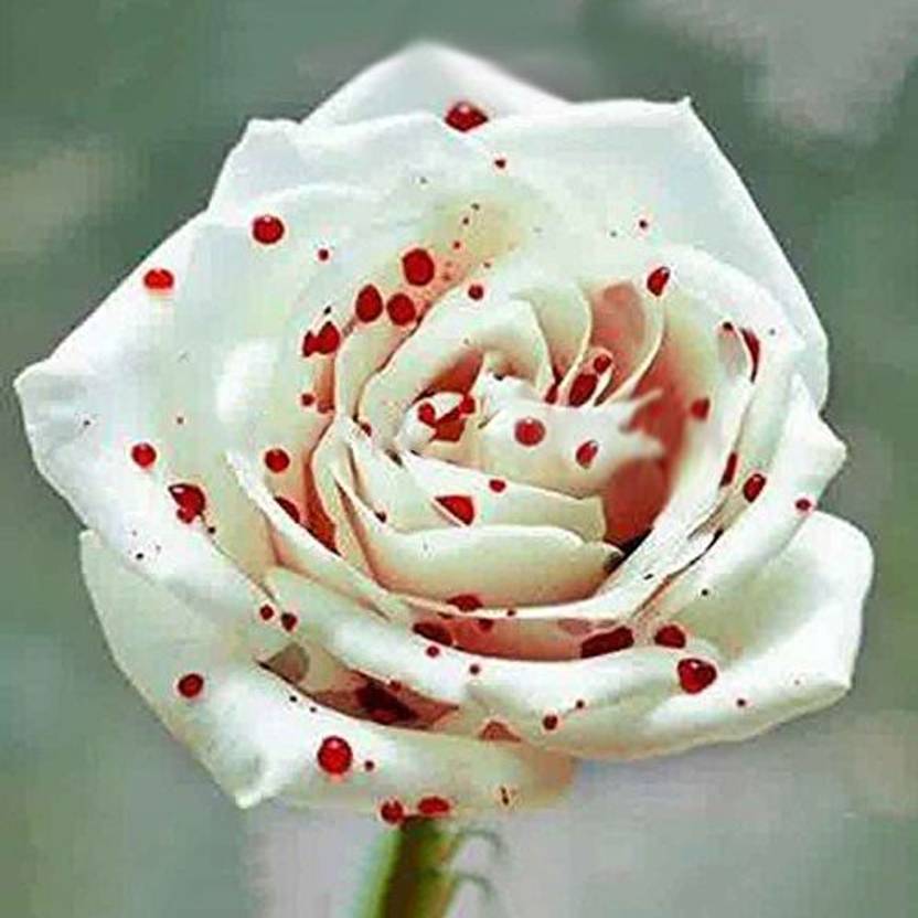 Agacha Rose Plant sapling