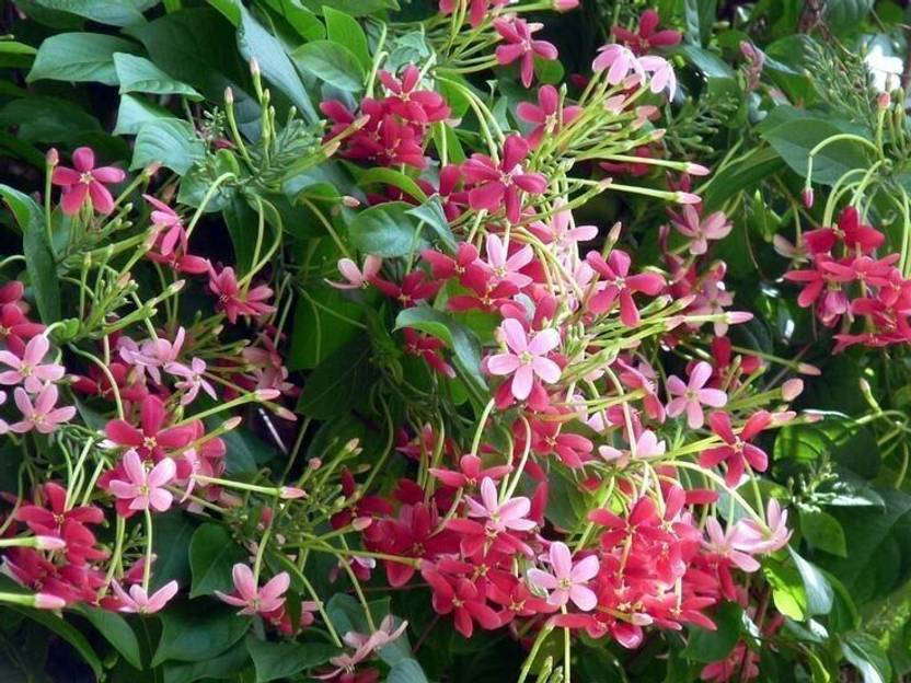 Adrita Madhumalti/Rangoon Creeper sapling