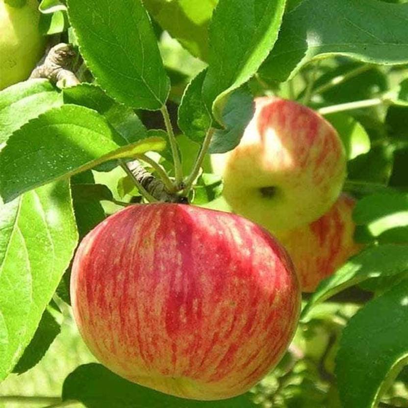 Adrita Apple Plant sapling
