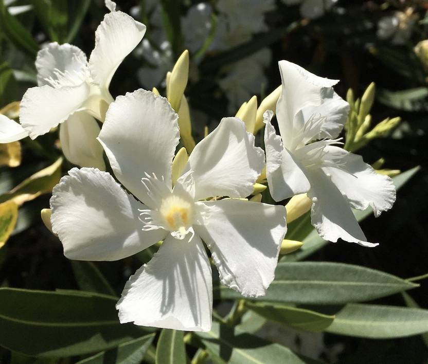 PETALFLEUR Oleander Plant Price in India Buy PETALFLEUR Oleander