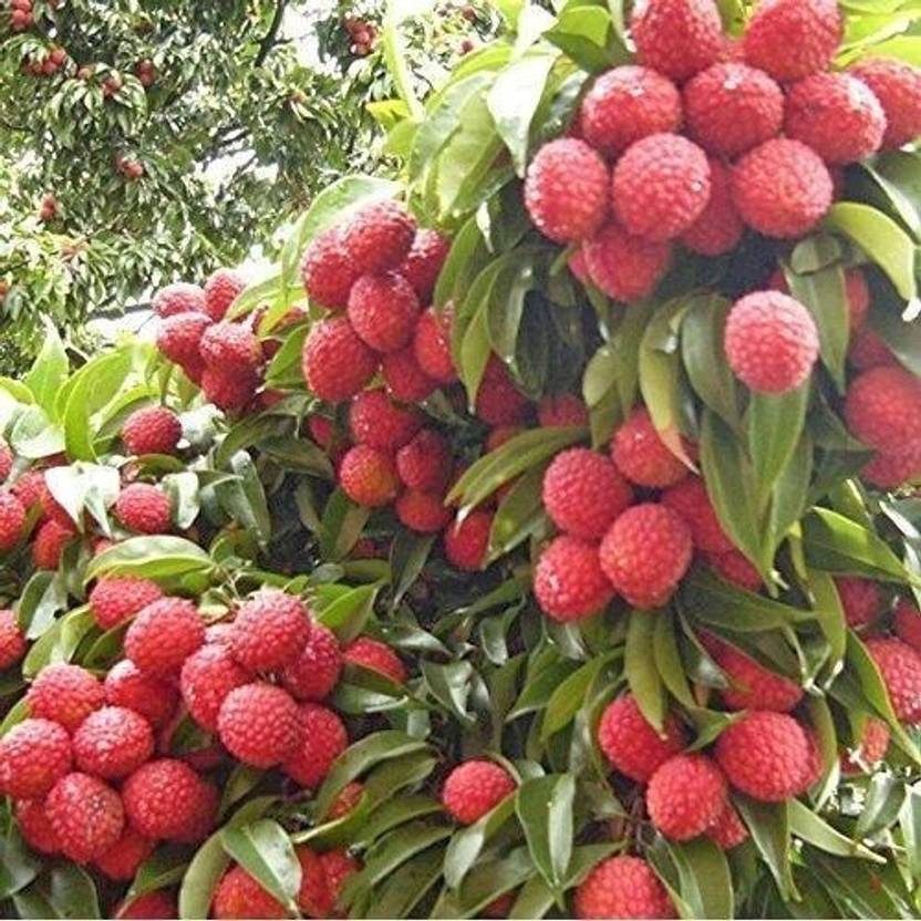 Aclipastal Litchi Plant sapling