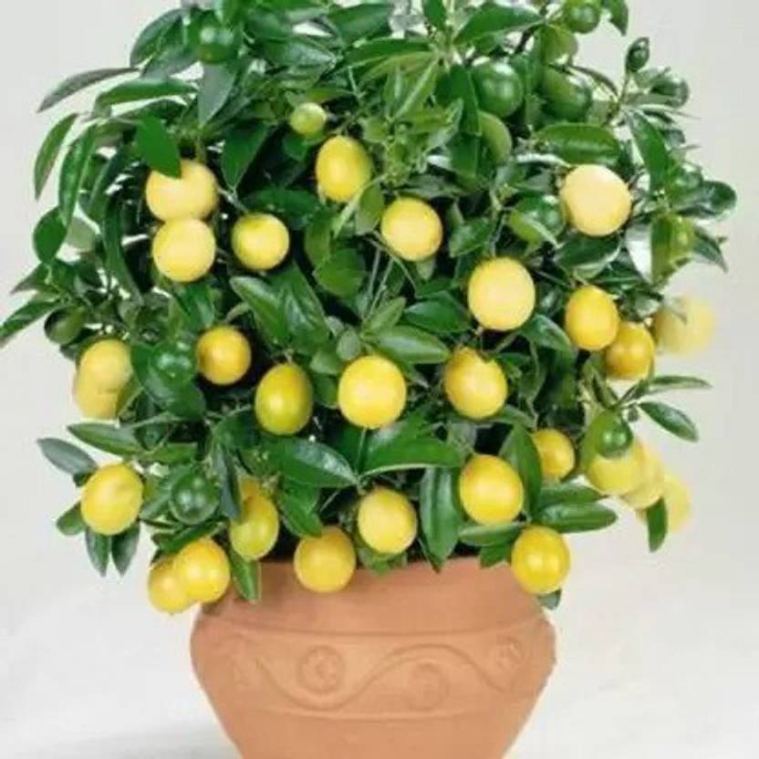 AloGardening Lemon Plant  sapling