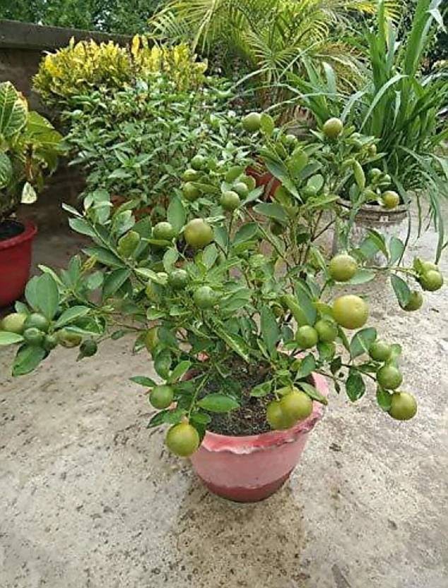 Adrita Lemon Plant  sapling