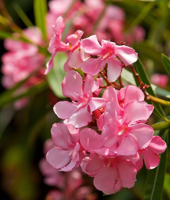 PETALFLEUR Oleander Plant Price in India Buy PETALFLEUR Oleander