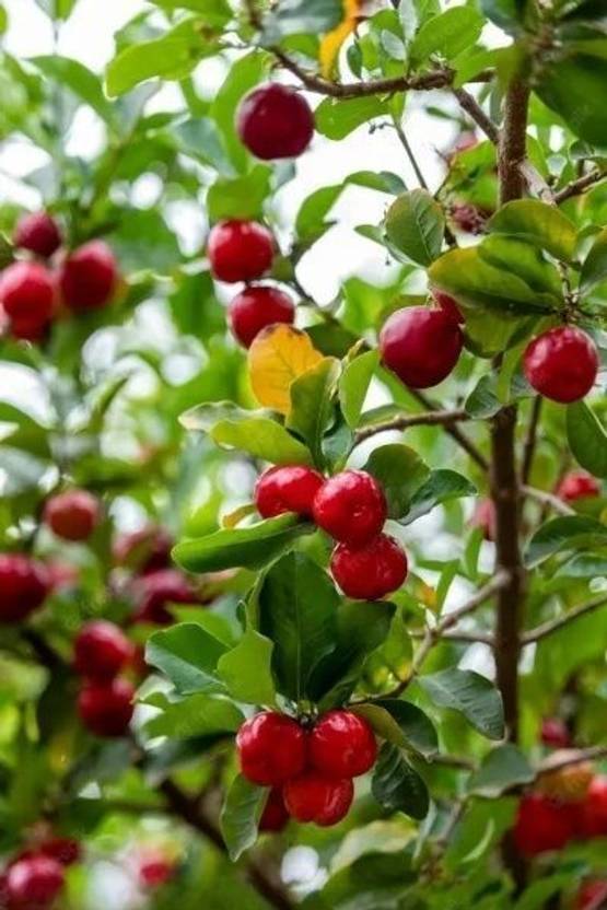 Adrita Cherry Fruit Plant