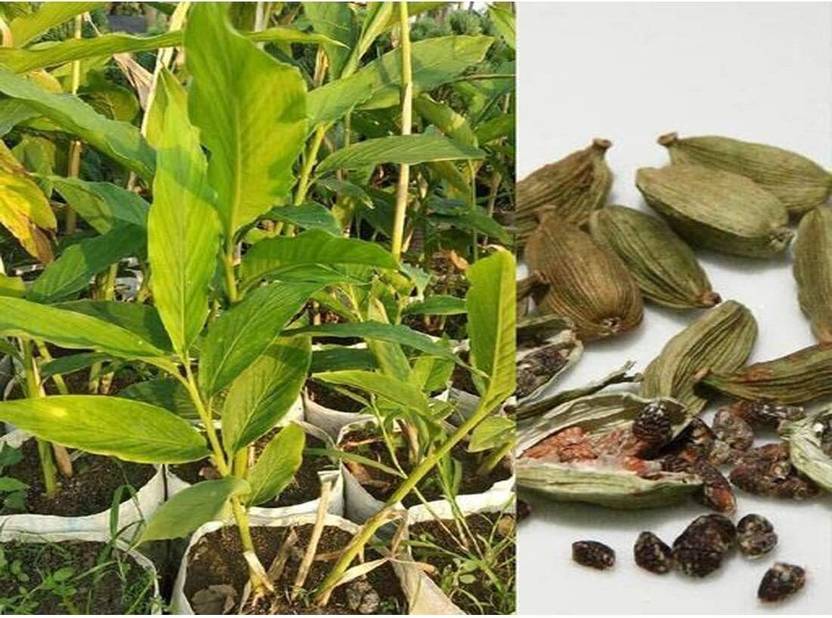 Adrita Elaichi/Cardamom Plant sapling