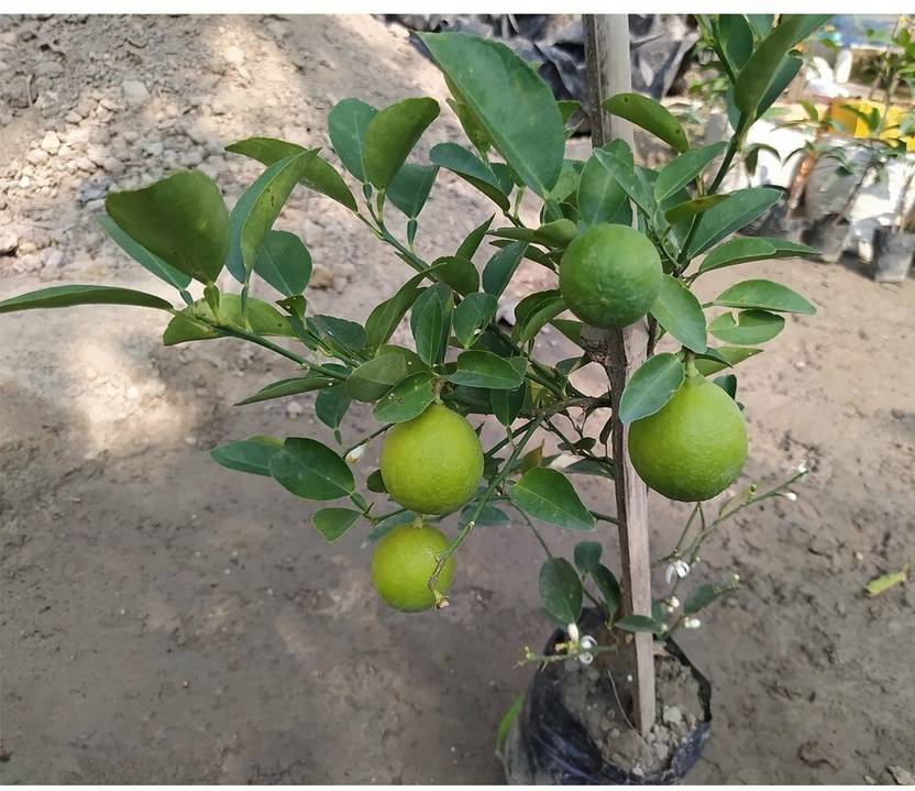 Agacha Lemon Plant  sapling