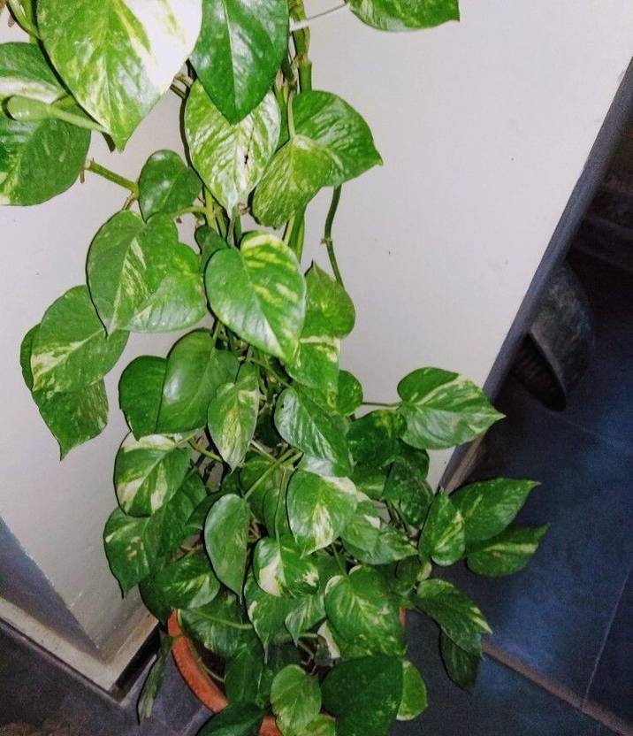 AquinnahGaden Money Plant  sapling