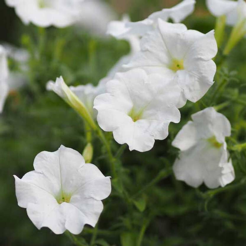 ibains Petunia flower seeds for home garden Seed Price in India Buy