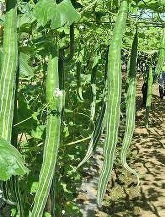 Aclipastal Snake gourd seeds for planting Seed